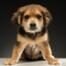 2017 Oscars Puppies, LA Animal Rescue, Pinto