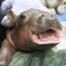 Fiona The Hippo