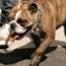 Samantha Ronson's bulldog