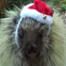 santa porcupine