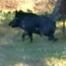 Hogs Gone Wild
