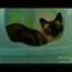 MyCatFromHell