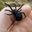 Soup Spider on Hand 200X200