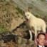 Tom Hanks Mourns the Loss of Monty, the "Finest Dog Ever"
