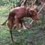 Dog Balance 200X200 Soup