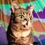 Lil Bub, the cat