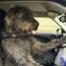 Dogs Driving