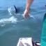 Shark Eat Shark Soup