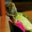 Soup Posing Lizards