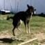 Jumping Dog Soup