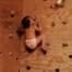 Baby Rock Climbs Soup