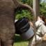 Elephant Poop Soup X2