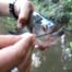 Piranha Scissors Soup