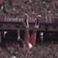 Pole Vault Fail Soup
