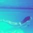 
		Kim Kardashian Takes Her Hotness Underwater