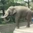 Elephant Sneeze Soup