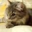 cat debate thumb