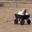 goat wagon soup