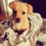 Lauren Conrad, Puppy, Twit Pic