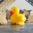 Caption This Duck