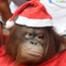 Christmas Animals, Orangutan 