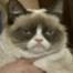 Grumpy Cat, E! News
