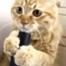 Cat Vacuum Thumb
