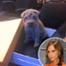Victoria Beckham, Dog, Twit Pic