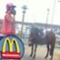 McDonald's, Horse, Twit Pic