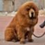 Tibetan mastiff dog
