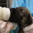 Puppy Drinking from Bottle