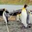 Penguin Rope Fail