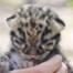 Baby Leopard Kittens
