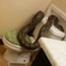 Snake on Toilet