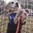 Purin the Super Beagle, Soccer Dog