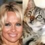 Pamela Anderson, Kitten