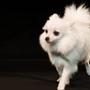 Snoops Dogs, Princess