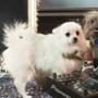 Snoops Dogs, Princess, Coco