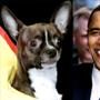 Lou the Chihuahua, Barack Obama