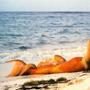 Daryl Hannah, Splash