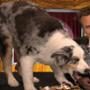 Stains the Dog, Joel McHale, Soup Awards