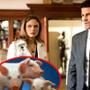 Emily Deschanel, David Boreanaz, Bones, Pigs