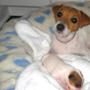 Mariah Carey, new puppy
