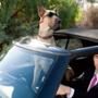 Marmaduke, Lee Pace 
