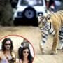 Russell Brand, Katie Perry, Tiger