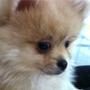 Amanda Bynes, New Puppy