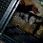 Rise Of The Planet Of The Apes, Tom Felton