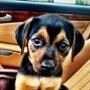 Miley Cyrus, Puppy