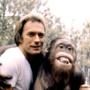 Clint Eastwood, Every Which Way But Loose 