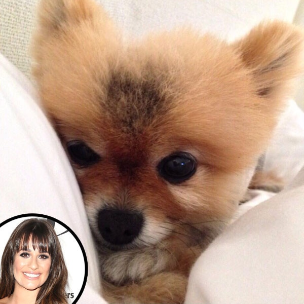 Lea Michele, Dog, Twit Pic